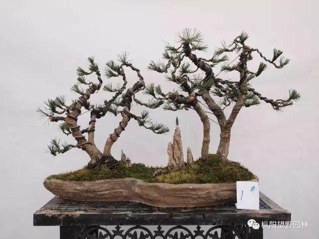 图解 如何自培黑松盆景素材?21幅