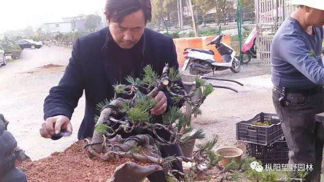 图解 如何自培黑松盆景素材?21幅