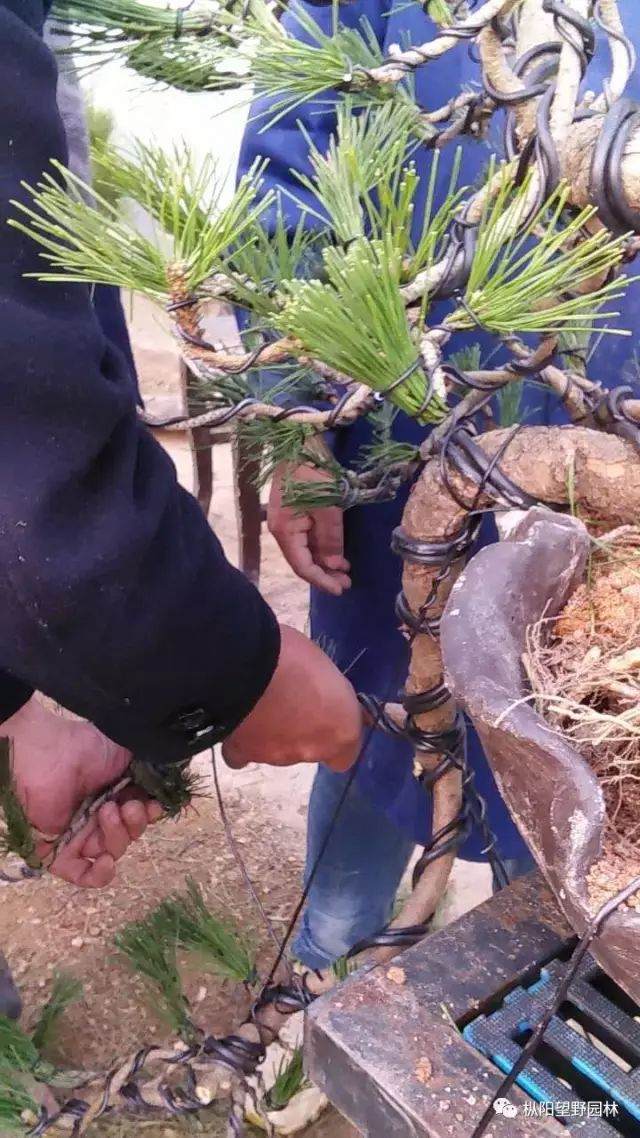 图解 如何自培黑松盆景素材?21幅