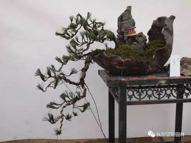 图解 如何自培黑松盆景素材?21幅