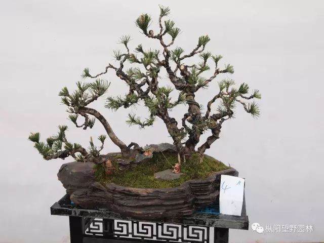 图解 如何自培黑松盆景素材?21幅