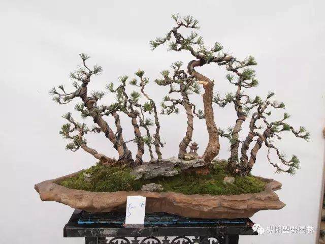 图解 如何自培黑松盆景素材?21幅
