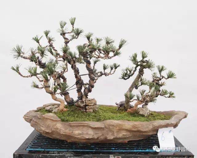 图解 如何自培黑松盆景素材?21幅