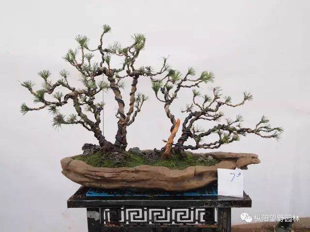 图解 如何自培黑松盆景素材?21幅
