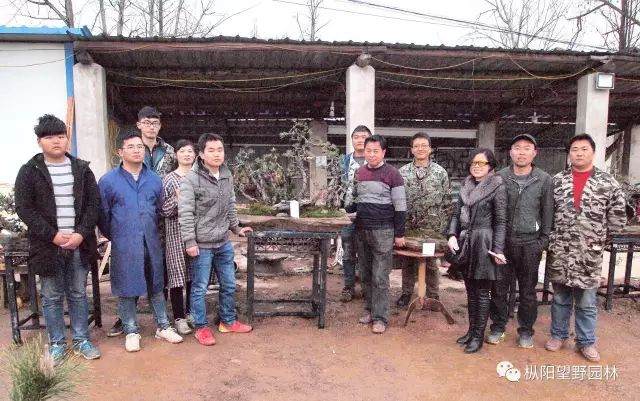 图解 如何自培黑松盆景素材?21幅