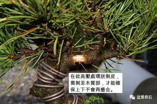 图解 黑松盆景的高压繁殖法 9幅