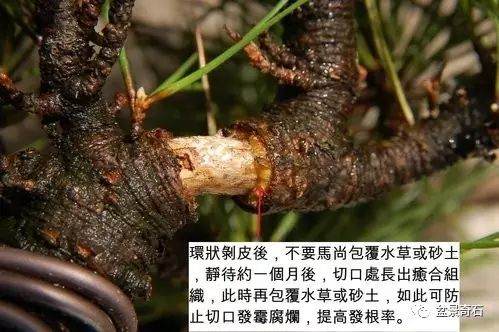 黑松盆景的高壓繁殖法