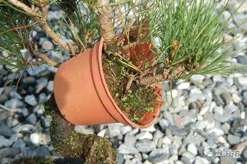 黑松盆景的高壓繁殖法