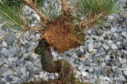 黑松盆景的高壓繁殖法