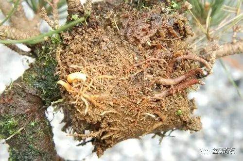 黑松盆景的高壓繁殖法