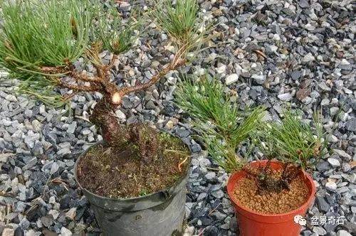 图解 黑松盆景的高压繁殖法 9幅