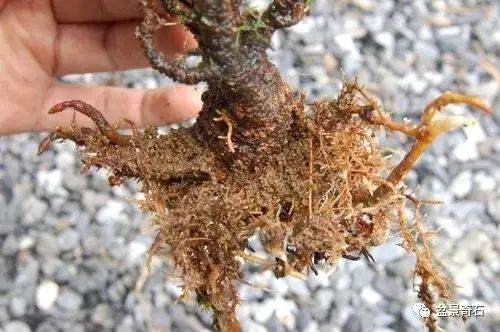 图解 黑松盆景的高压繁殖法 9幅