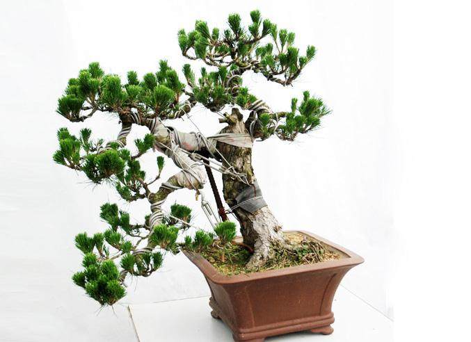 挽救五针松盆景的针叶失绿