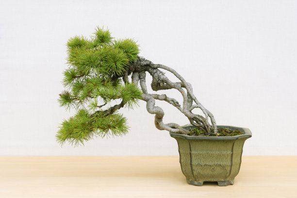 黑松盆景的浇水与施肥