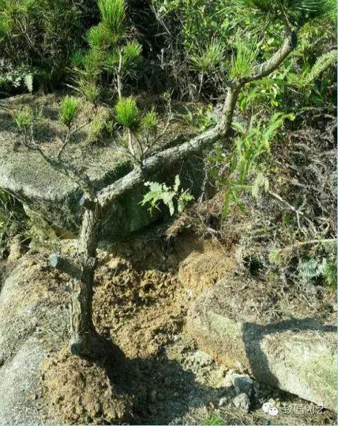 小黑松下山桩 挖出后才发现它原来这么美 图片
