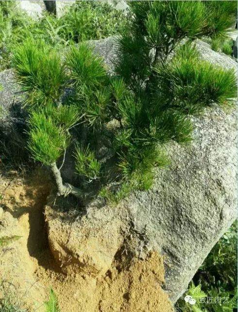 小黑松下山桩 挖出后才发现它原来这么美 图片