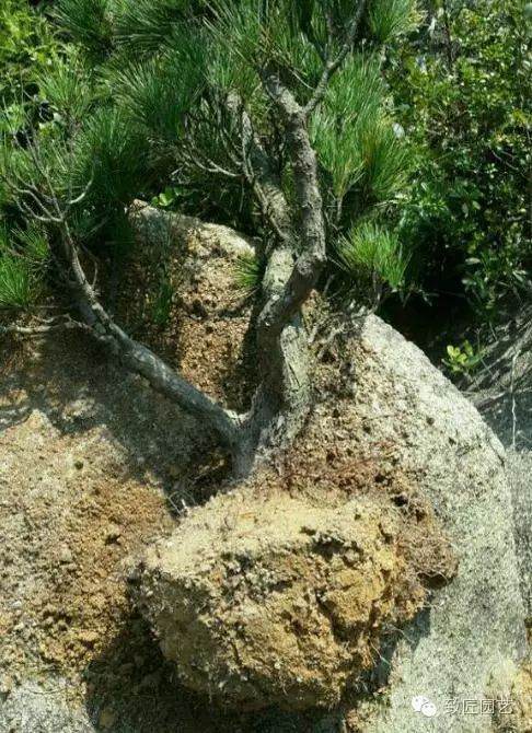小黑松下山桩 挖出后才发现它原来这么美 图片