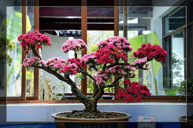 杜鹃花盆景怎么配制栽培土？