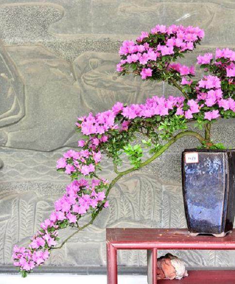 杜鹃花盆景怎么配制栽培土？