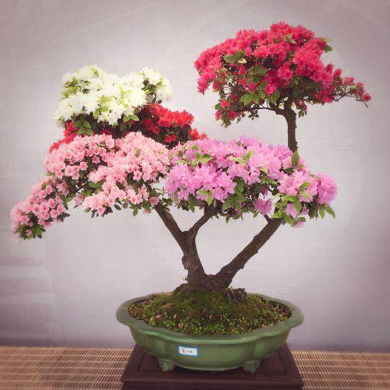 杜鹃树桩 养成盆景后价格翻倍涨