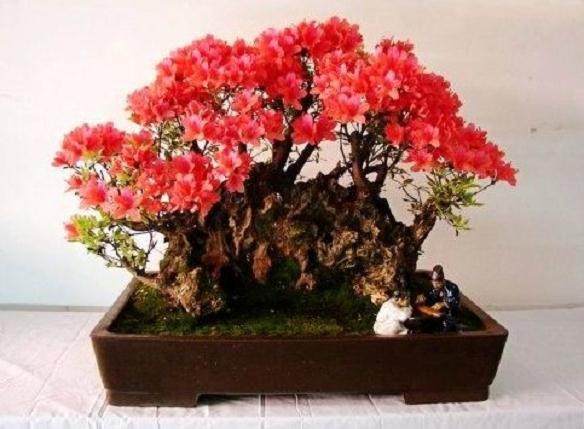 怎么养护杜鹃花盆景