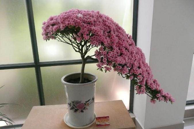 怎样让杜鹃盆景开花繁多?科学浇水