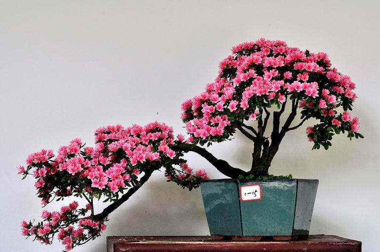 杜鹃花盆景需要经常松土吗?