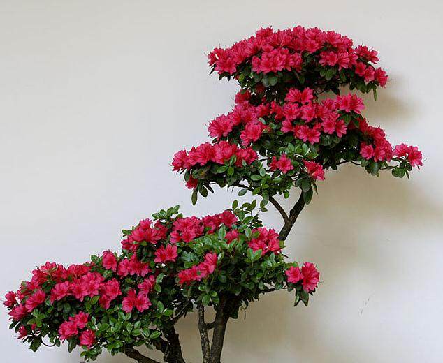 杜鹃花盆景在夏季为什么枯萎?