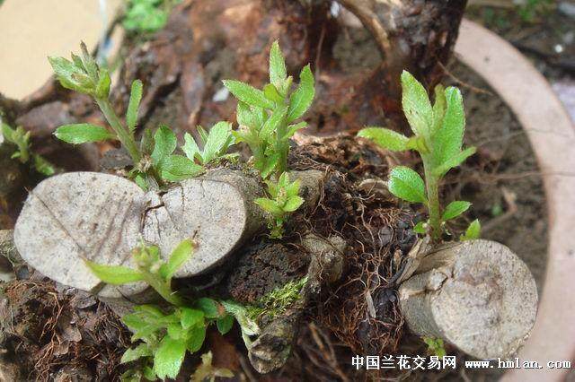 梅雨时节杜鹃盆景的花叶焦枯脱落 怎么办？