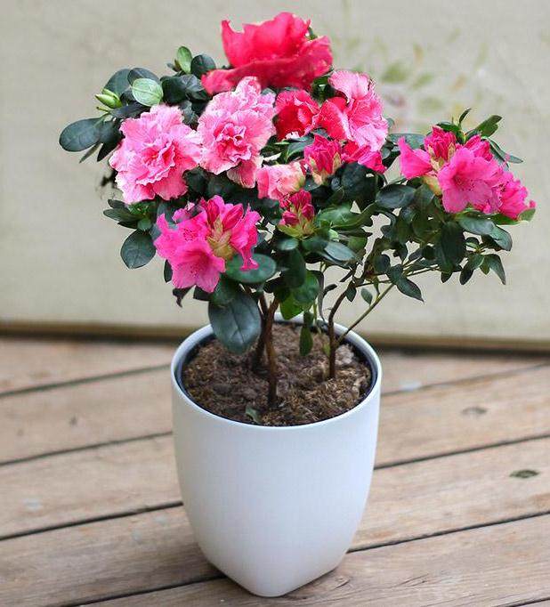 梅雨时节杜鹃盆景的花叶焦枯脱落 怎么办？