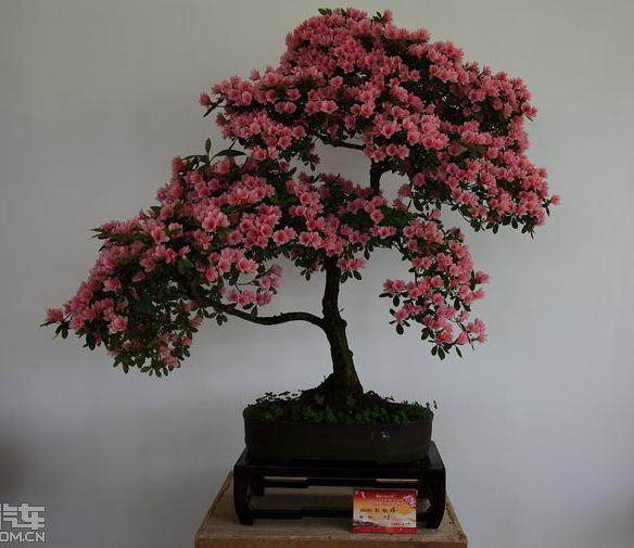 杜鹃盆景的花苞为什么会变成叶子？