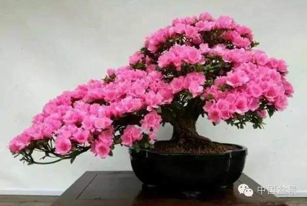 杜鹃盆景小苗移栽后顶芽倒伏怎么办?