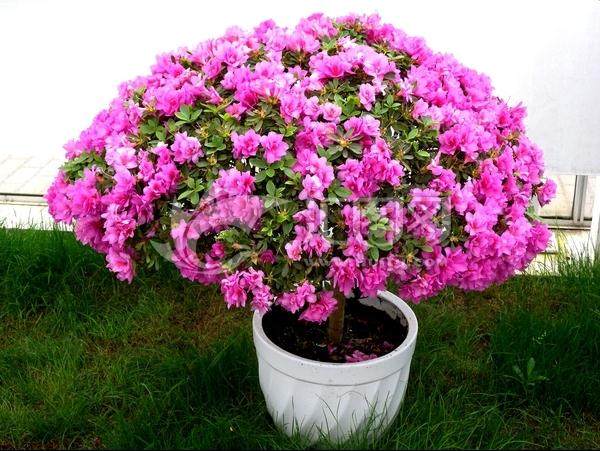 杜鹃盆景小苗移栽后顶芽倒伏怎么办?