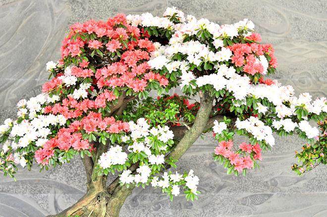 杜鹃盆景在花期可以浇水吗 怎么浇水?