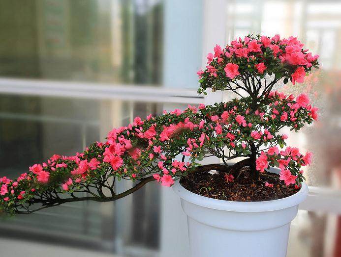 杜鹃盆景在花期可以浇水吗 怎么浇水?