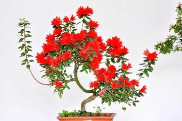 精美的开封盆景