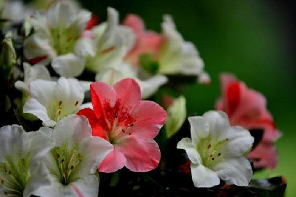 杜鹃花盆景怎么造型？有2种方式