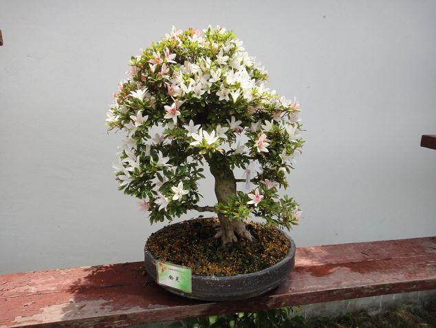 杜鹃花盆景怎么造型？有2种方式