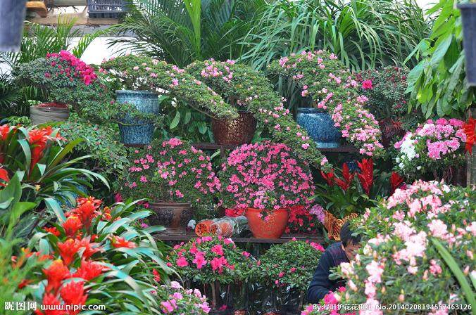 杜鹃花盆景适合哪些肥料？怎么施肥最好？