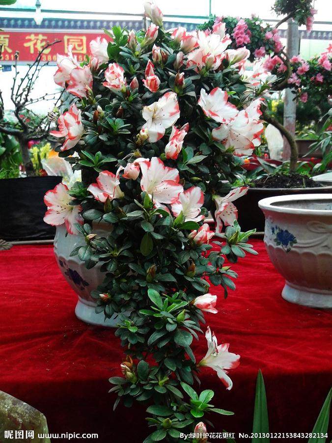 杜鹃花盆景适合哪些肥料？怎么施肥最好？