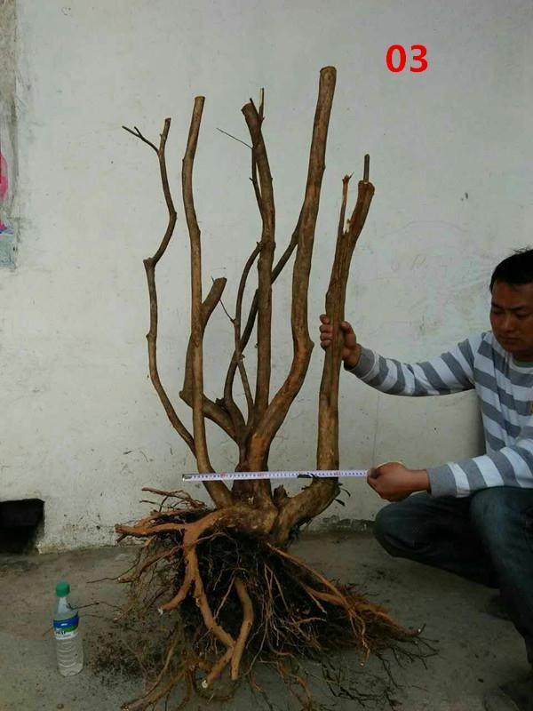 杜鹃下山桩怎么栽活?定根与浇水的技巧