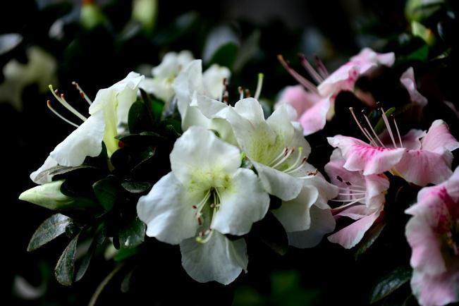 杜鹃盆景施肥过多过浓 会造成枯萎现象