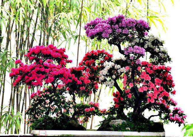 杜鹃盆景施肥过多过浓 会造成枯萎现象