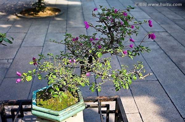 杜鹃花盆景的风水作用 有以下3个方面