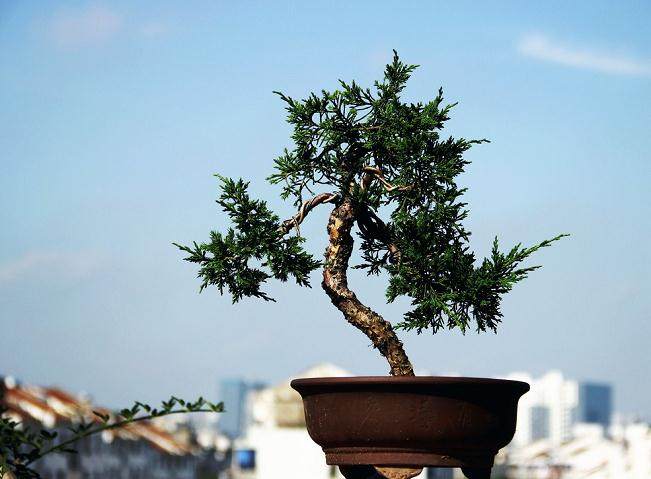 杜鹃花盆景掉叶子怎么办?