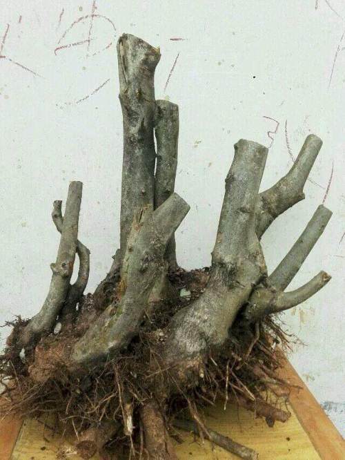 野生杜鹃花下山桩的移栽上盆过程