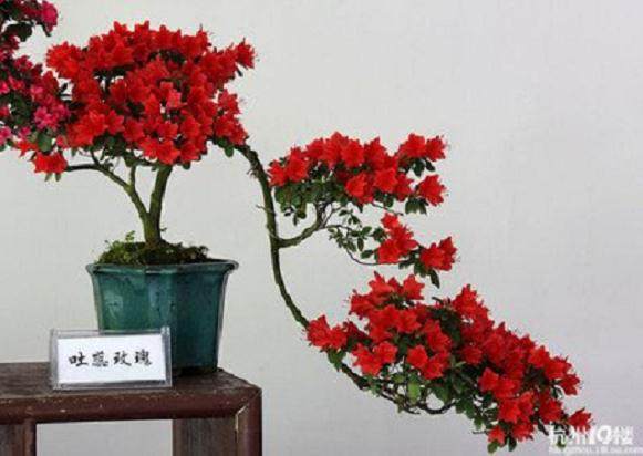 杜鹃花盆景的4个换盆方法