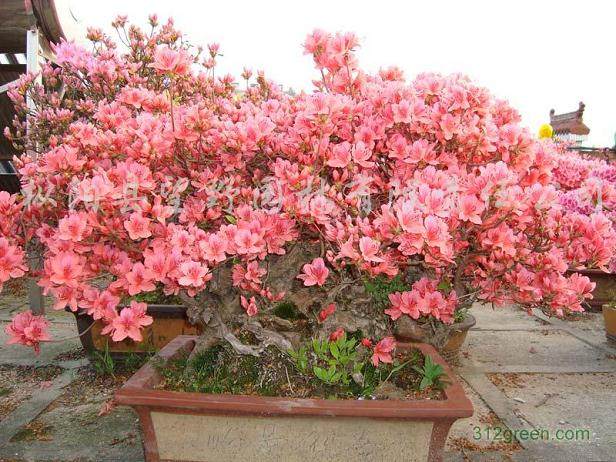 杜鹃花盆景的4个换盆方法