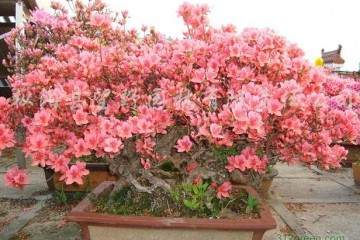杜鹃花盆景换盆后怎么生根的方法 图片