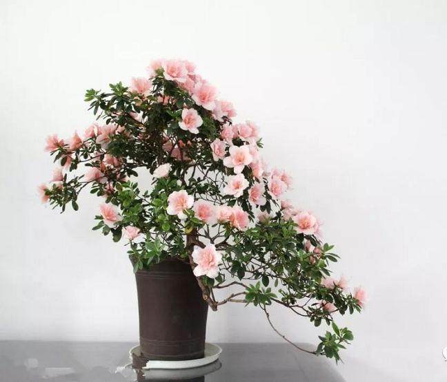 杜鹃花盆景为什么换盆就死亡 图片